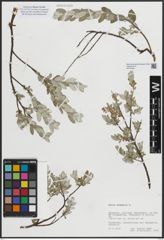 Foto von Salix arenaria L.